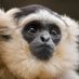 matty #GO_APE (@sw4mpfever) Twitter profile photo matty #GO_APE (@sw4mpfever) Twitter profile photo