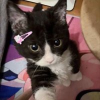nath (@nathynatuchip) 's Twitter Profile