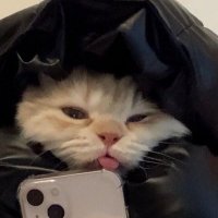 Michael (@michael_tran246) 's Twitter Profile
