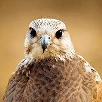 يمن الايمان والحكمة (@t039tt4) 's Twitter Profile