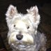 Carolyn Smith (@carolynsmi55499) Twitter profile photo Carolyn Smith (@carolynsmi55499) Twitter profile photo