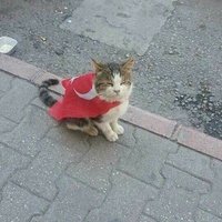 tasak sirketinde yarak (@mnoaware_) 's Twitter Profile
