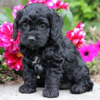 Pet lover & #Pet products for #Cats, #Dogs, #Birds, #Fish & more. #AVFC fan, Family man & #FPL nerd. #Resist, #Antifelon, #Rejoin #fpl tweets. Sorry no DMs