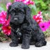Chelseapetcare.store (@chelseapetcare) Twitter profile photo Chelseapetcare.store (@chelseapetcare) Twitter profile photo