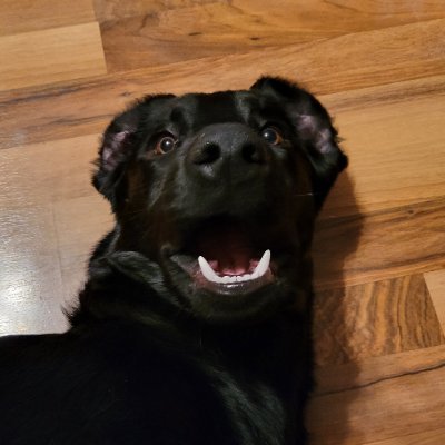 RoweFerlin's profile picture. No DMs I'm  just here to take in