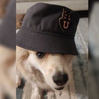 N i c (@n_lazzaro) 's Twitter Profile