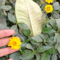 Hala Khalifa (@halakha67577904) Twitter profile photo