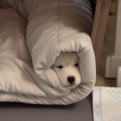 wirada_011's profile picture. ไม่หายไปไหน🐶🤍🐰 
#อิงล็อต #englot
#EngfaWaraha #CharlotteAustin