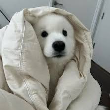 littlestdogtoy's profile picture. 22 • he/they/pup/woof • MDNI • dead dove, do not eat • selling content, dm for prices