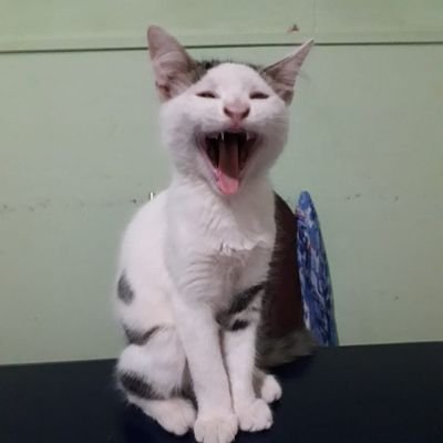 Kissnil's profile picture. No todos los gatos son pardos
 🧉 amargo 
🇦🇷 Argentina