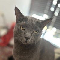 Miztli Hernandez (@josephmiztli) 's Twitter Profile