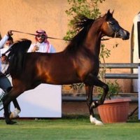 Aboody1aq63 (@aboody1aq69) 's Twitter Profile