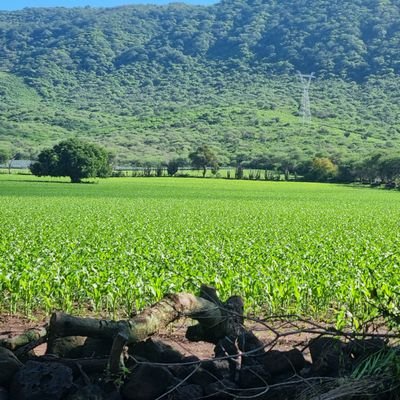 CristobalSalva8's profile picture. Hombre común