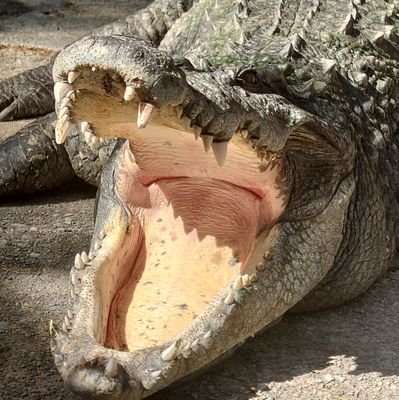 Kota_kawa_neru's profile picture. 獣医学生ねるねるﾁｬﾝです
ねずみたちと同棲中