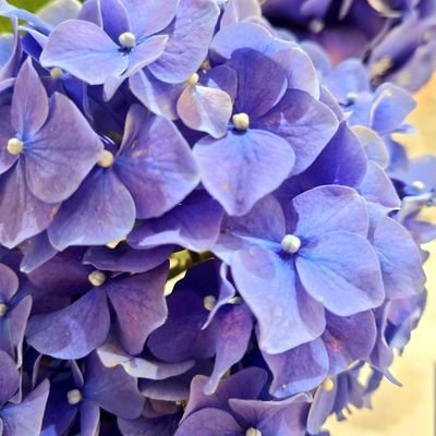 レスられ15年
夫は性欲はあるのに15年私とはしない
この15年は愛されたかった私の人生の時間
決して戻って来ない時間