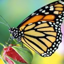 Debi Willis - @DebWillisAZ - Twitter