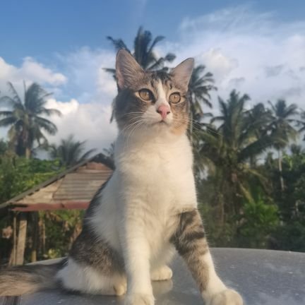 pistontua's profile picture. sakit yang tiada erti