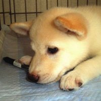 Ryu (@casp_b) 's Twitter Profile