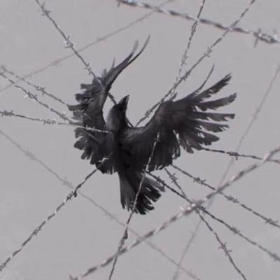 GhostBird幽灵鸟さんのプロフィール画像