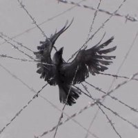 GhostBird幽灵鸟 (@baiyuli3) 's Twitter Profile