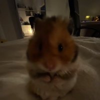 hx.e7n_ (@hx_e7n) 's Twitter Profile