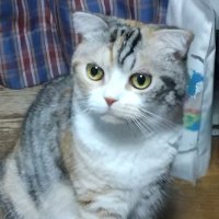 Ringo （リンゴ） (@olvfwai2xf1a3os) 's Twitter Profile Photo