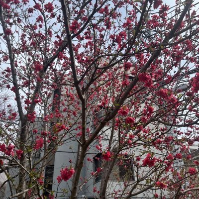 honeypop_girl's profile picture. 