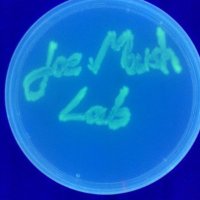 Joe Marsh (@jmarshlab) 's Twitter Profile Photo Joe Marsh (@jmarshlab) 's Twitter Profile Photo