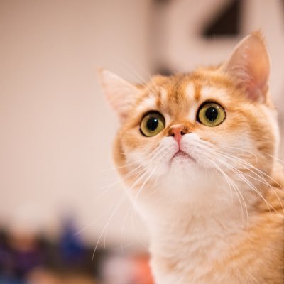 xiaohuachoo1994's profile picture. 