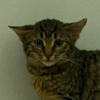 kaşmir sucuk (@kasmirsucuk) 's Twitter Profile