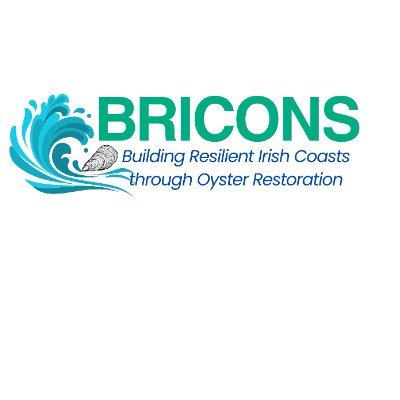 The BRICONS project (Building Resilient Irish Coasts through Oyster Restoration) is funded by the Marine Institute and focuses on restoring native oyster reefs.