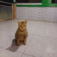 tacka_thecat (@tacka_thecat) 's Twitter Profile