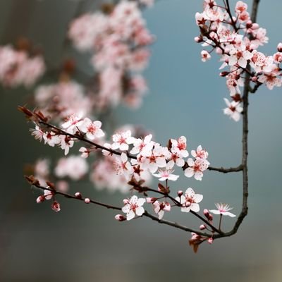 热爱旅游,痴迷风光,忠于美食,分享中国的每一处美丽。
Follow Back 100%