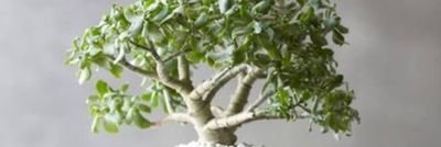 guildlegend1984's profile picture. Simple easy going