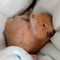 やまかわ (@tabekko_o) 's Twitter Profile Photo やまかわ (@tabekko_o) 's Twitter Profile Photo