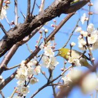 ちゃこ (@chacoco_0215) 's Twitter Profile