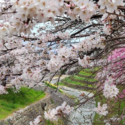 春風が頬を撫で、桜が散って、万物が蘇る季節は、その淡い期待に似ています。😊歩調を緩めて、桜の雨の下で酔って、すべての花びらがもたらす柔らかさと静かさを感じます😊