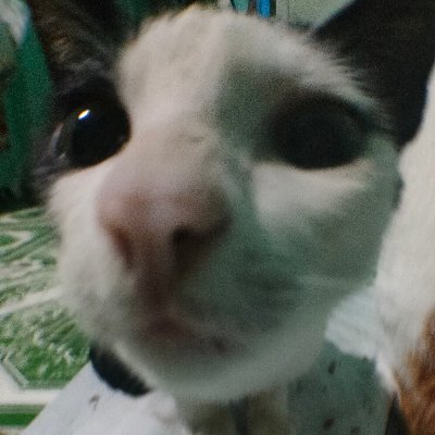 atomicsiomai's profile picture. 