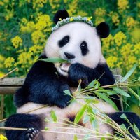 breeze for fu (@midaun01) 's Twitter Profile