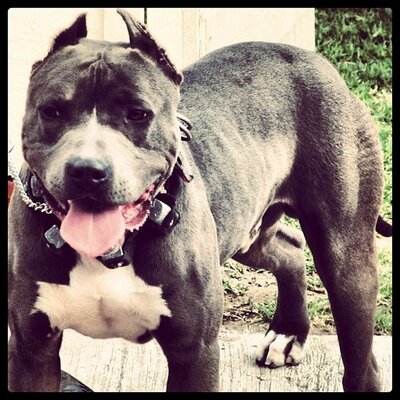 @PitbullPuebla