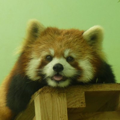 kyre61kvOL2's profile picture. 動物♡花♡散歩が好き.:*:・°☆
休日はほぼ関東近郊をZOO活中🐻🐯🐘
食にまつわるポストにも飛びつきがちﾃﾞｽ🍴😆
永遠の犬旅に出掛けた愛犬は🌈これからもいつまでもかけがえのない大切な家族🐶