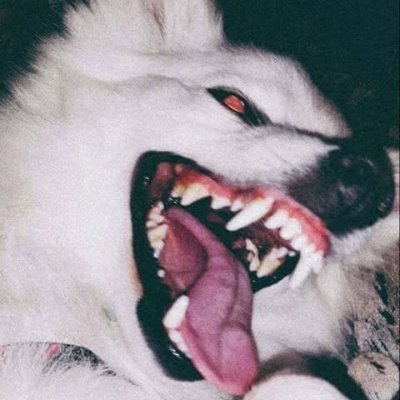 aalvrnflbthr's profile picture. 19, gay ftm puppyboy stoner (he/him) 💙 veryvery shy :(( sub bottom... most of the time 🤭  INACTIVE