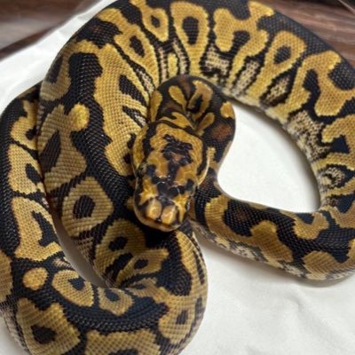 TSYDEiRARDiCWsT's profile picture. 夫婦でボールやってます🐍×28🔥