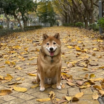 cobyliu's profile picture. 