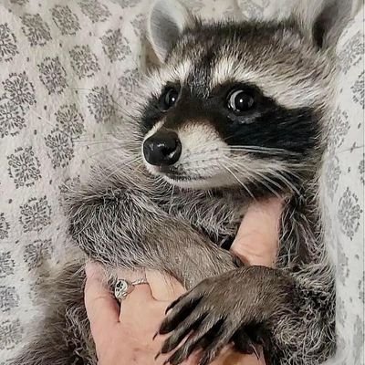 The special boi
( Multiverse Raccoon )
( Parody Elon Cuck )
Tag: #Gjallarhorn
Writer was born on 4/5/01.