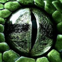 Psionicspy40 (@gemdaddy13) 's Twitter Profile Photo Psionicspy40 (@gemdaddy13) 's Twitter Profile Photo