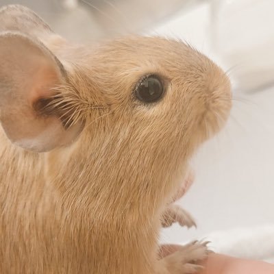 aramarry1102's profile picture. 北海道→神奈川 / 94年 初マタ/ BMI30↑ ハイリスク妊婦 / フルタイム医療職 8/16-産休中/ 予定日2025.10.22！🦕 無言フォロー失礼します🙇‍♀️