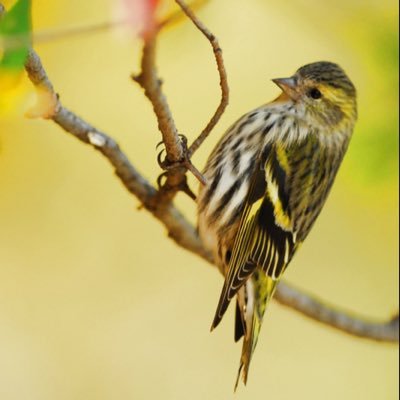 rikuhopi's profile picture. 「無能の鷹」の鶸田くんの人間らしい愛らしさに惹かれ、「天狗の台所」の愛宕有意さんの人を包み込むような優しさに惹かれ、「来世ちゃん」のA君の悩ましい色気に惹かれ、総じてどなたも別人な塩野さんの演技に惹かれて日々更新。失言多めで後で気づく事が多い為、よくポスト消しちゃいますがよろしくお願いします。嵐さんは心の支えです。👵