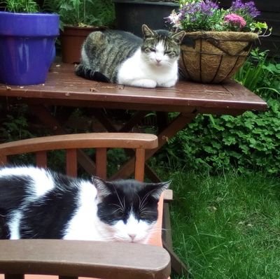 Cat mother to Cowcat, Gary & Joey ( both OTRB 🌈💔) (Ex-Street cats)
Loves cats 🤗🐾 books📚nature and wildlife🦔
#Adoptdontshop
#Hedgewatch