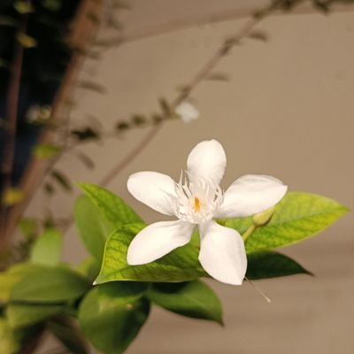 phuonghanyuさんのプロフィール画像